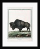 Le Bison illustration by Anonymous