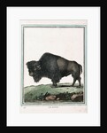 Le Bison illustration by Anonymous