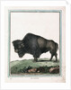 Le Bison illustration by Anonymous