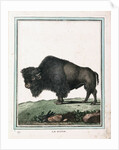 Le Bison illustration by Anonymous