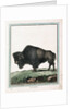 Le Bison illustration by Anonymous
