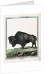 Le Bison illustration by Anonymous