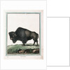 Le Bison illustration by Anonymous