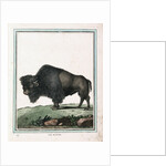Le Bison illustration by Anonymous