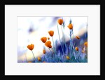 California poppies in Yosemite National Park by Anonymous