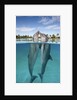 Atlantic Bottlenose Dolphins kissing by Corbis