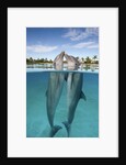 Atlantic Bottlenose Dolphins kissing by Corbis