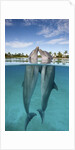 Atlantic Bottlenose Dolphins kissing by Corbis