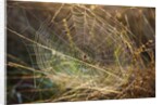 Dew on spider web on Mt. Hood by Anonymous