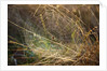 Dew on spider web on Mt. Hood by Anonymous