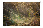 Dew on spider web on Mt. Hood by Anonymous
