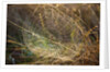 Dew on spider web on Mt. Hood by Anonymous