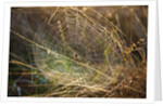 Dew on spider web on Mt. Hood by Anonymous