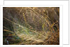 Dew on spider web on Mt. Hood by Anonymous