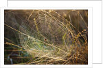 Dew on spider web on Mt. Hood by Anonymous