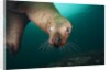 Steller sea lion underwater by Anonymous