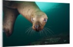 Steller sea lion underwater by Anonymous