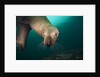 Steller sea lion underwater by Anonymous