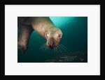 Steller sea lion underwater by Anonymous