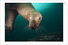 Steller sea lion underwater by Anonymous