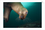 Steller sea lion underwater by Anonymous