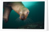 Steller sea lion underwater by Anonymous