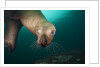 Steller sea lion underwater by Anonymous