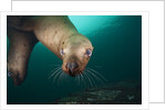 Steller sea lion underwater by Anonymous