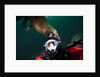 Self portrait of photographer with a Steller sea lion about to bite his head by Anonymous