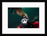 Self portrait of photographer with a Steller sea lion about to bite his head by Anonymous