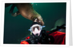 Self portrait of photographer with a Steller sea lion about to bite his head by Anonymous
