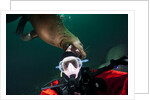 Self portrait of photographer with a Steller sea lion about to bite his head by Anonymous
