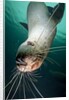 Curious Steller sea lion swimming underwater by Anonymous