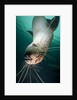 Curious Steller sea lion swimming underwater by Anonymous