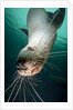 Curious Steller sea lion swimming underwater by Anonymous