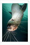 Curious Steller sea lion swimming underwater by Anonymous