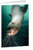 Curious Steller sea lion swimming underwater by Anonymous