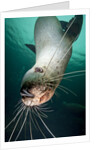 Curious Steller sea lion swimming underwater by Anonymous