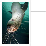 Curious Steller sea lion swimming underwater by Anonymous