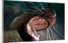 Closeup of open Steller sea lion mouth, Hornby Island, British Columbia, Canada by Anonymous