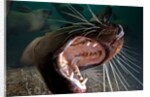 Closeup of open Steller sea lion mouth, Hornby Island, British Columbia, Canada by Anonymous