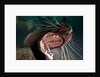 Closeup of open Steller sea lion mouth, Hornby Island, British Columbia, Canada by Anonymous