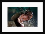 Closeup of open Steller sea lion mouth, Hornby Island, British Columbia, Canada by Anonymous