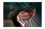 Closeup of open Steller sea lion mouth, Hornby Island, British Columbia, Canada by Anonymous