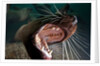 Closeup of open Steller sea lion mouth, Hornby Island, British Columbia, Canada by Anonymous