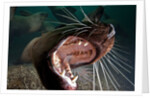 Closeup of open Steller sea lion mouth, Hornby Island, British Columbia, Canada by Anonymous