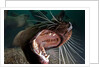 Closeup of open Steller sea lion mouth, Hornby Island, British Columbia, Canada by Anonymous