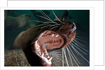 Closeup of open Steller sea lion mouth, Hornby Island, British Columbia, Canada by Anonymous
