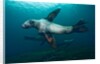 Swimming Steller sea lions by Anonymous