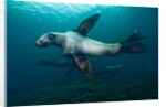 Swimming Steller sea lions by Anonymous
